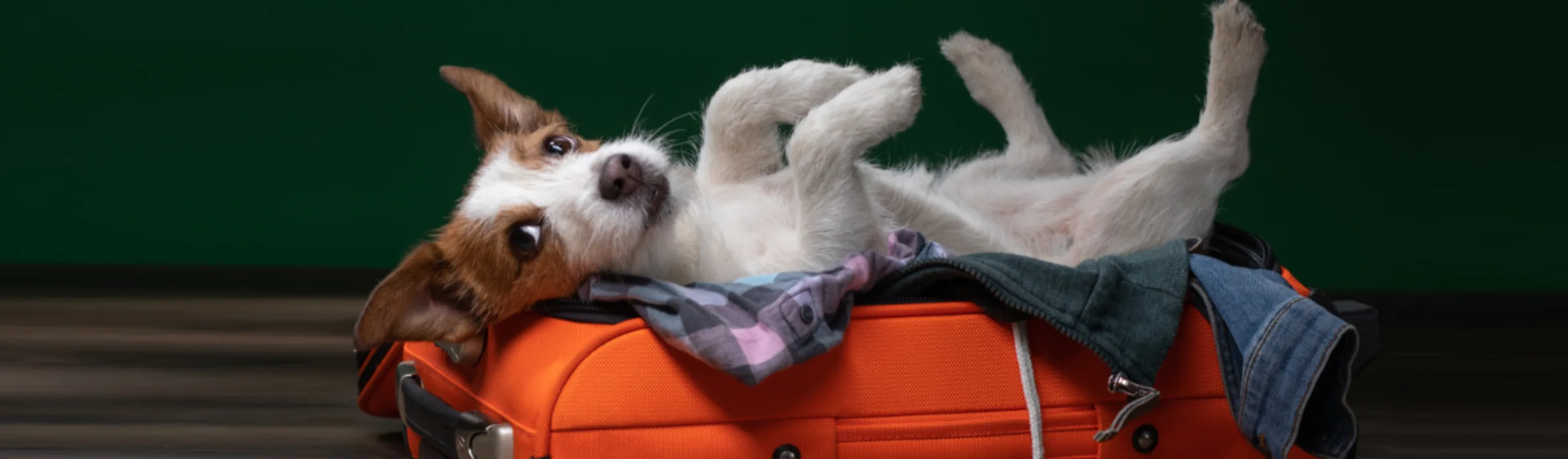 Dog Laying on an Orange Suitcase